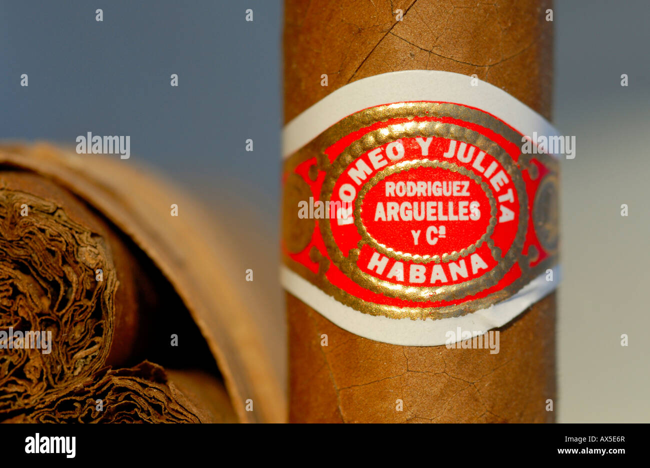 Zigarre Detail, Romeo y Julia Marke, Havanna, Kuba Stockfoto