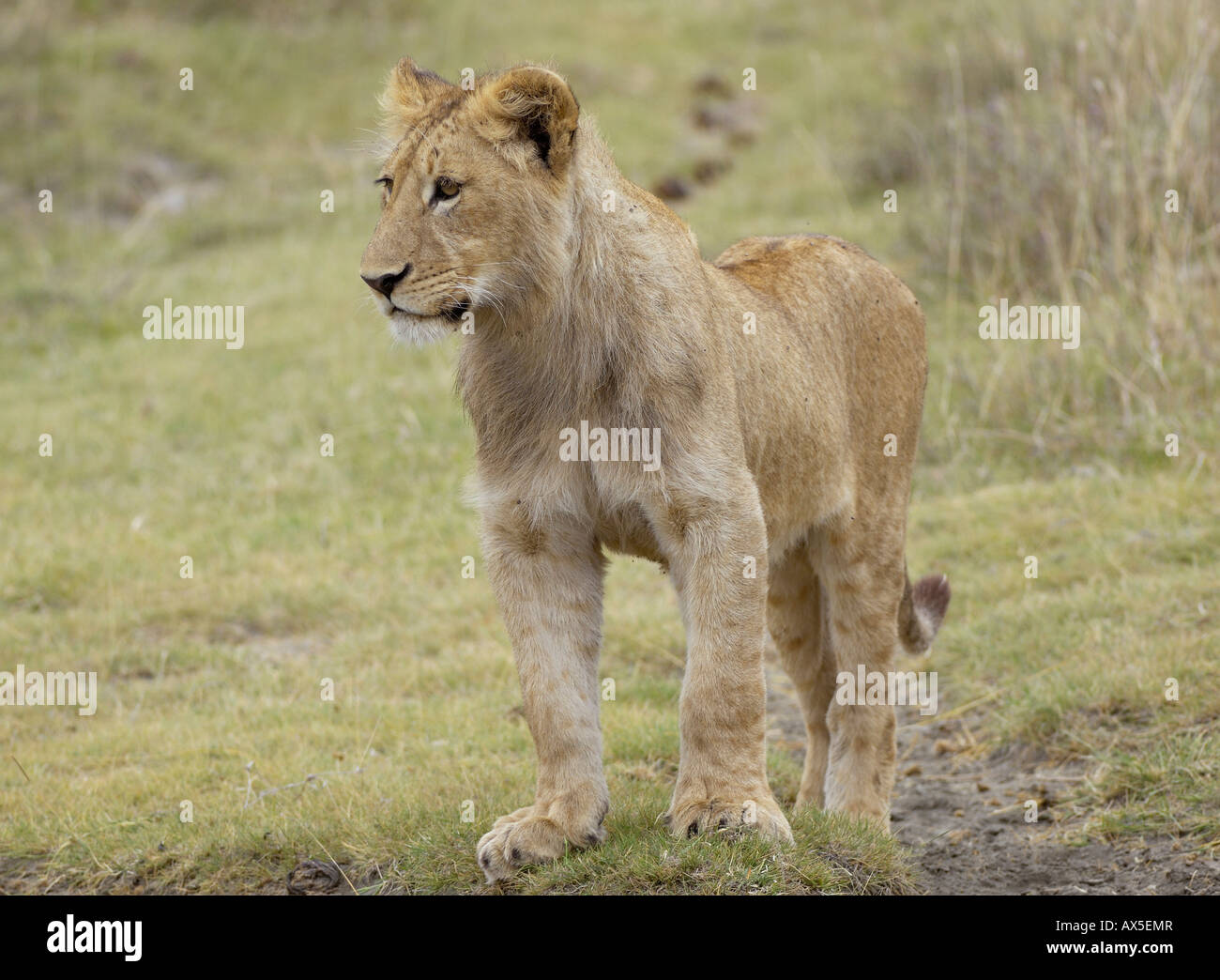 Löwe (Panthera Leo) Morgen Hunt, ein junger Löwe Ortung ihrer Beute, Ngorongoro Crater, Tansania Stockfoto