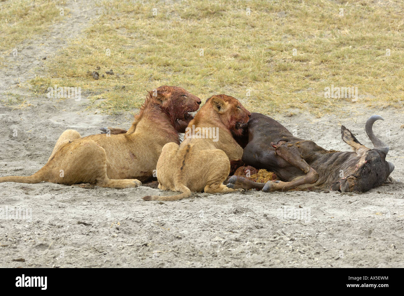 Löwe (Panthera Leo) Morgen Jagd, zwei jungen Löwen, die auf der Suche von einem Gnu-Kadaver, Ngorongoro Crater, Tansania Stockfoto