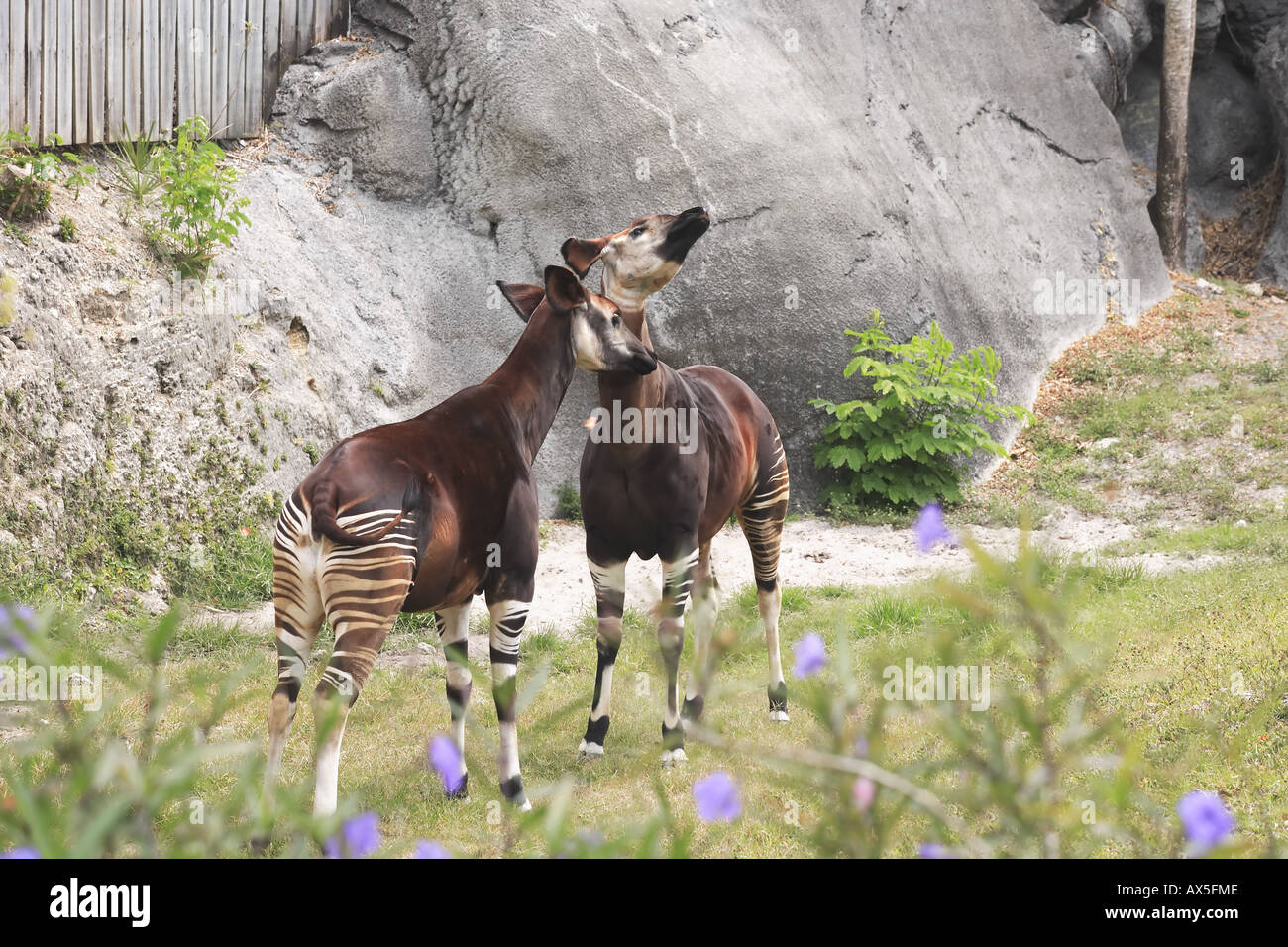 Zwei okapi Stockfoto