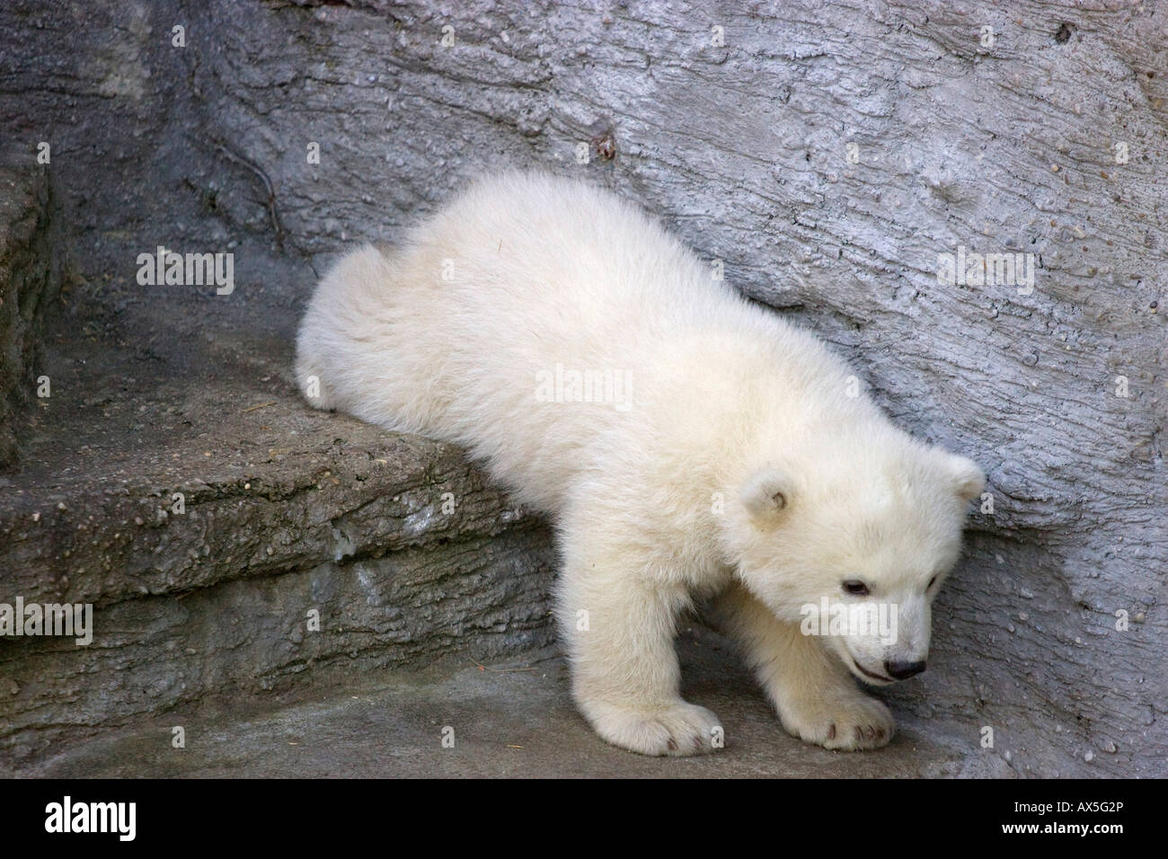 Eisbär (Ursus maritimus) Junge vorsichtig einen Schritt hinunter, Zwillinge geboren Dezember 2007 im Tiergarten Schönbrunn, Wien, Österreich, E. Stockfoto