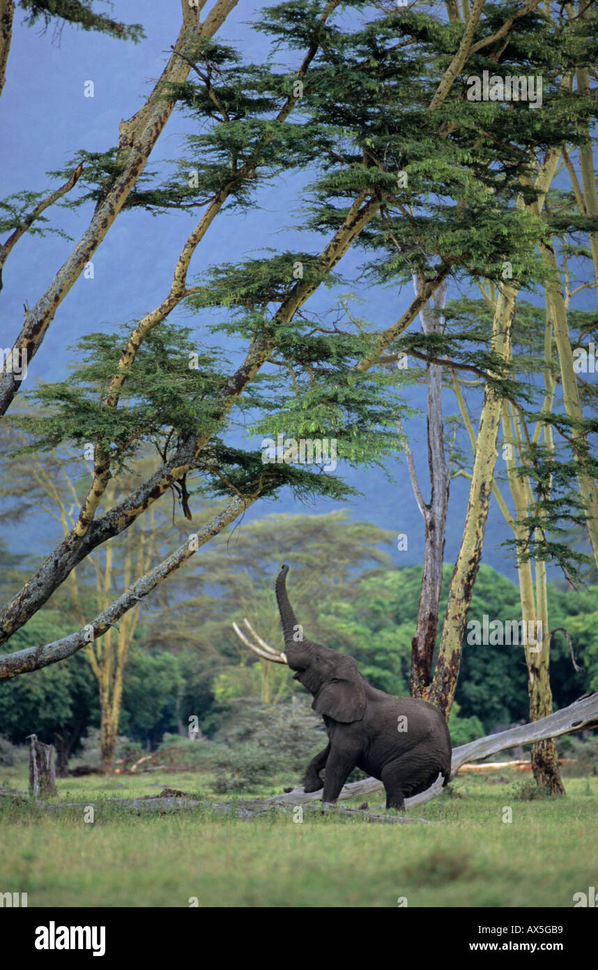 Afrikanischer Elefant (Loxodonta Africana) stehend auf zwei Beinen ziehen einen Zweig von einer Akazie, Ngorongoro Crater, Tansania Stockfoto