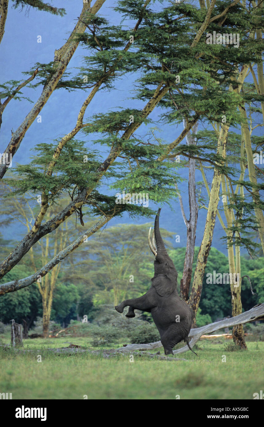 Afrikanischer Elefant (Loxodonta Africana) stehend auf zwei Beinen ziehen einen Zweig von einer Akazie, Ngorongoro Crater, Tansania Stockfoto