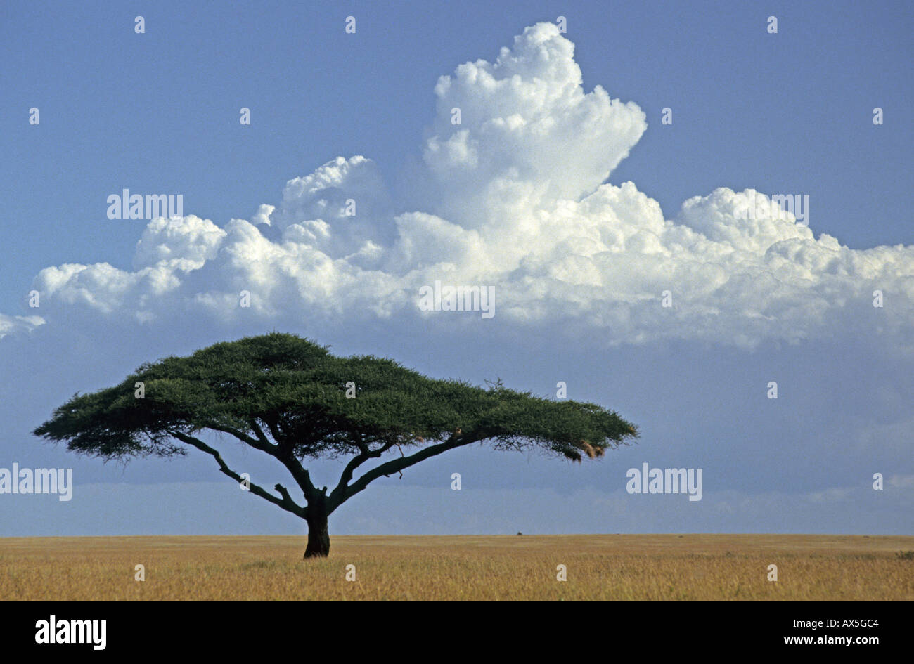 Regenschirm oder Flat-Top-Akazie (Acacia Tortilis) auf die konturlose Grasland der Seronera in Serengeti Nationalpark, Tansania Stockfoto