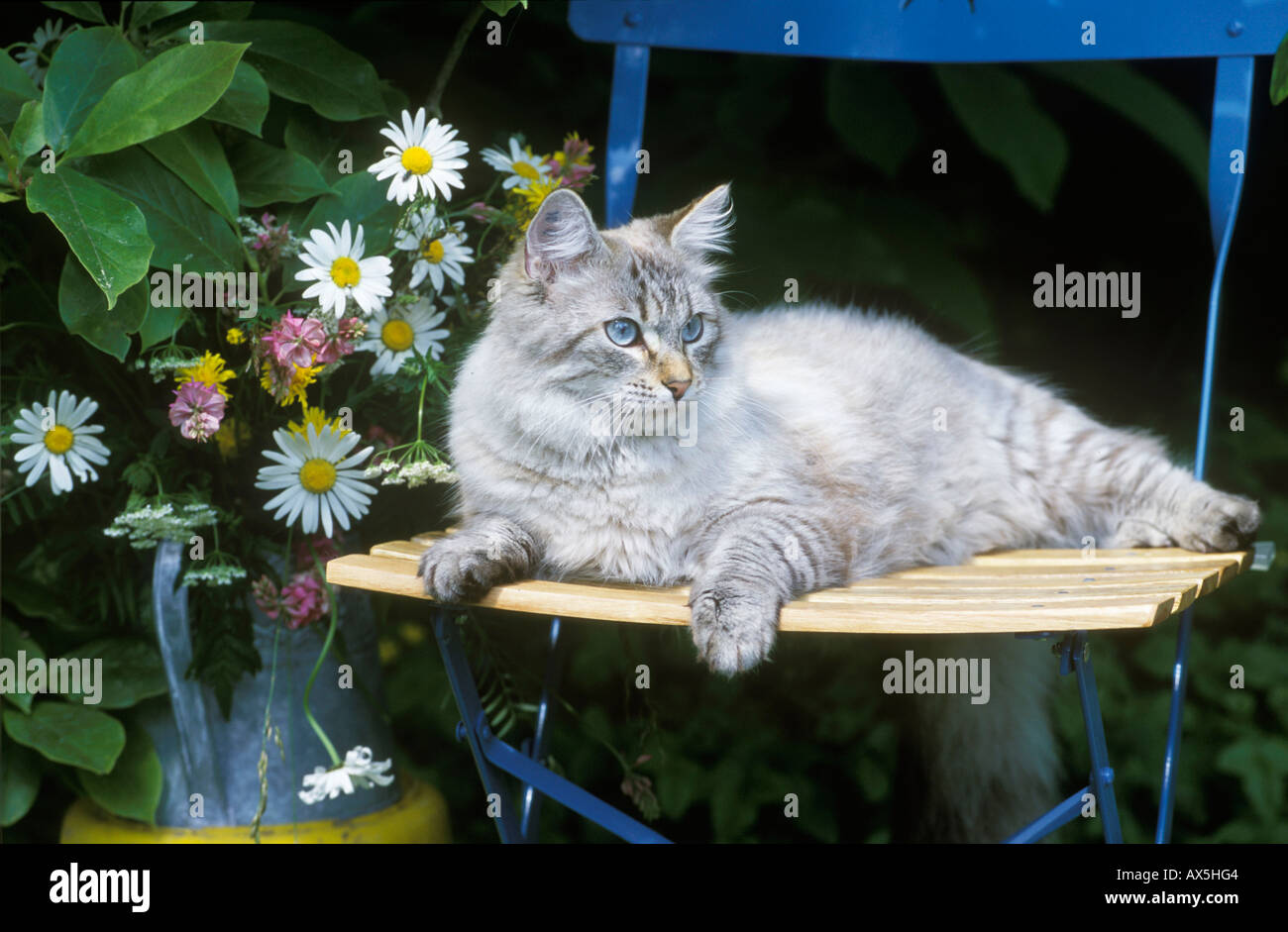 Hauskatze Stockfoto