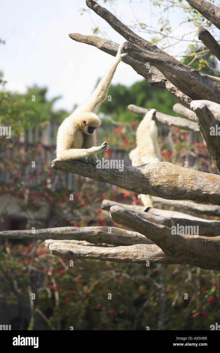 Gibbon hängen und suchen zur hand Stockfoto