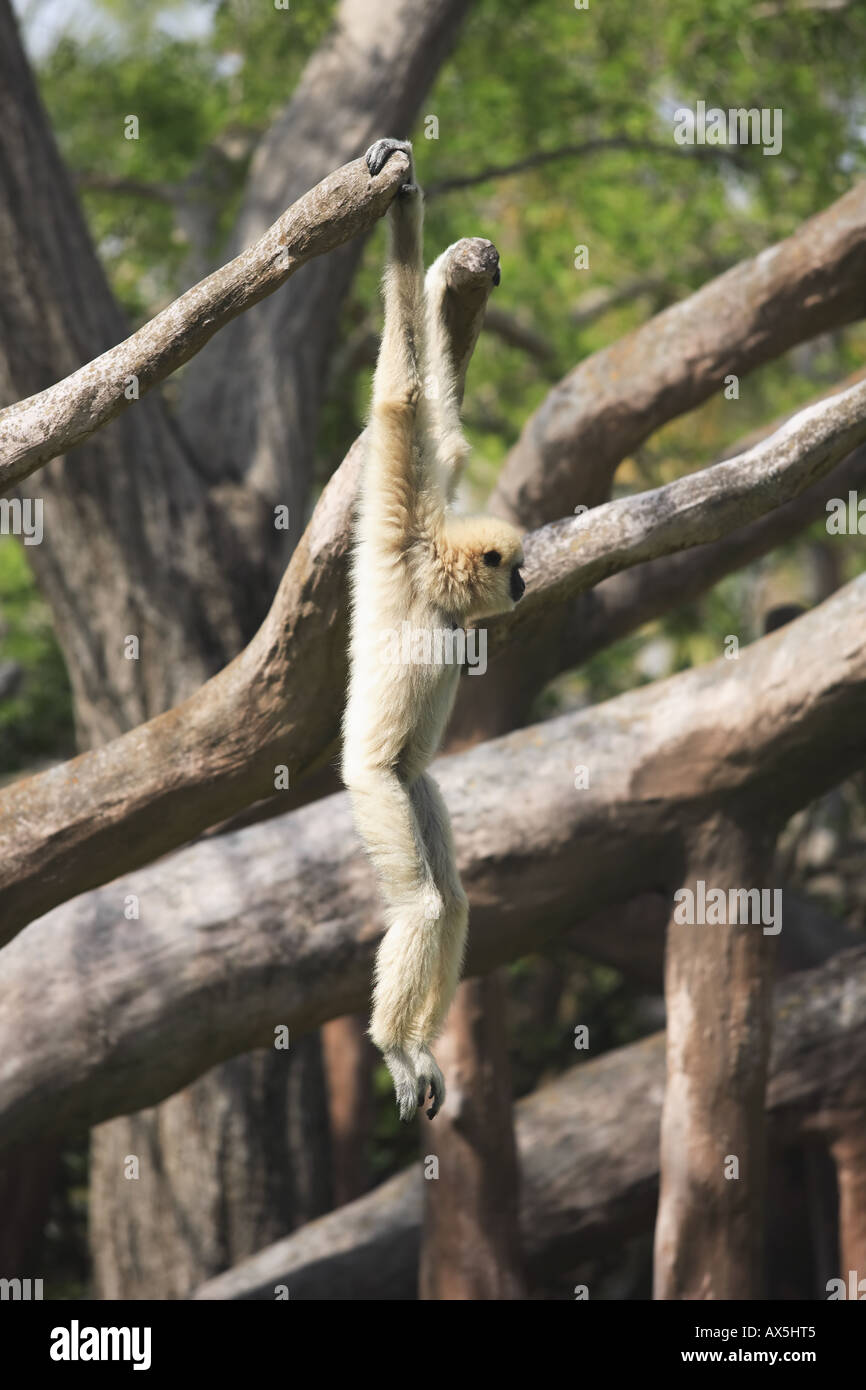 Gibbon herumhängen in Baum Stockfoto