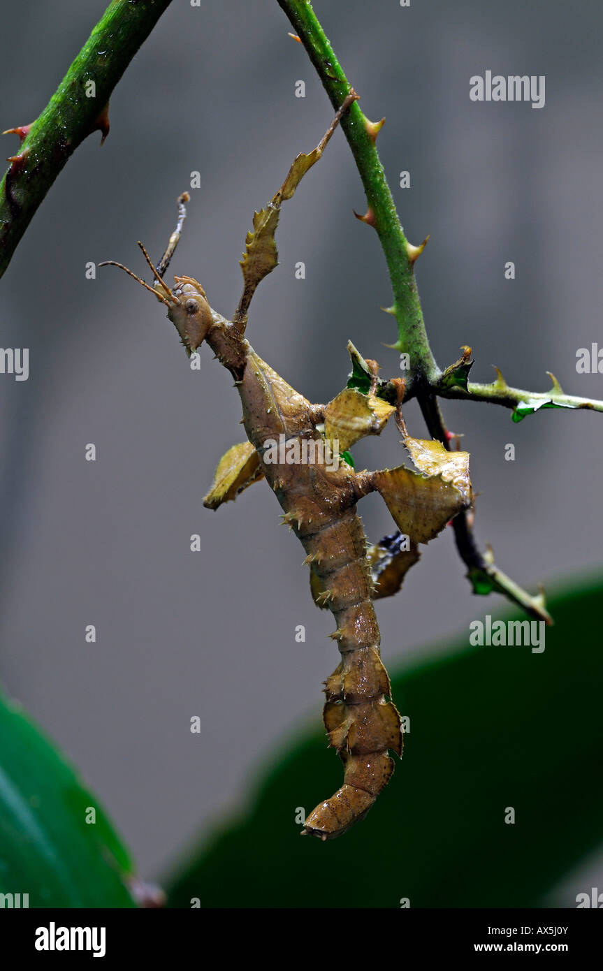 Macleay Gespenst, stachelige Blatt Insekt oder riesige stacheligen Stabheuschrecke (Extatosoma Tiaratum) Stockfoto