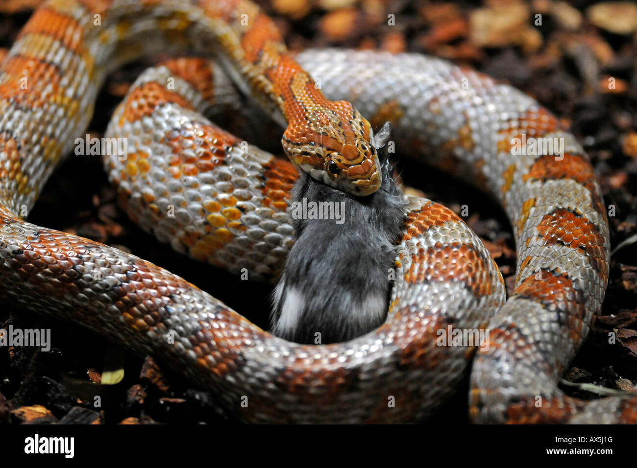Mais-Schlange oder rote Rattenschlange (Pantherophis Guttatus) Essen eine Maus Stockfoto