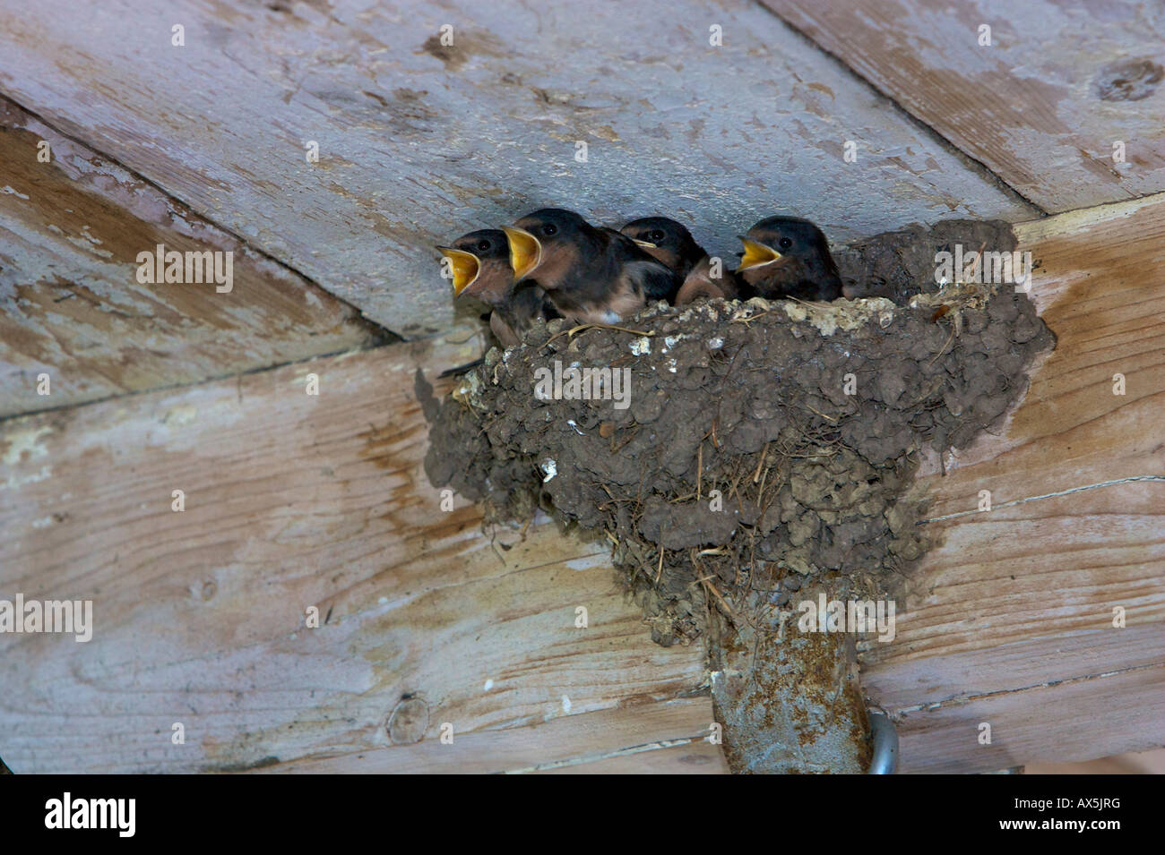 Rauchschwalbe (Hirundo Rustica) Küken ruft aus ihrem Nest gefüttert werden Stockfoto