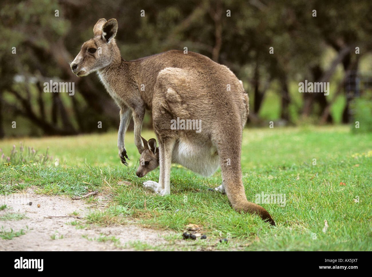 Joey Stockfotos Und Bilder Kaufen Alamy
