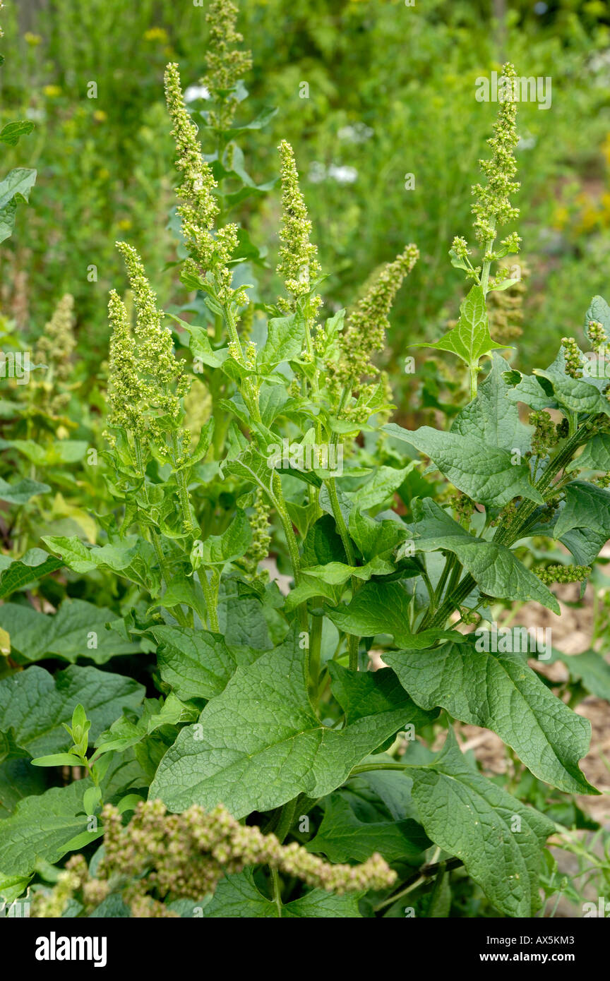 Guter Heinrich Stockfoto
