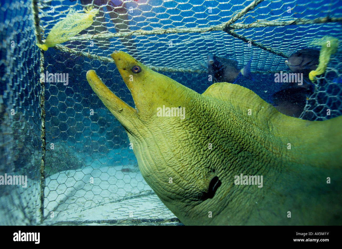 Riesen Muräne (Gymnothorax Javanicus) gefangen in einer Fischfalle, Caribbean Stockfoto