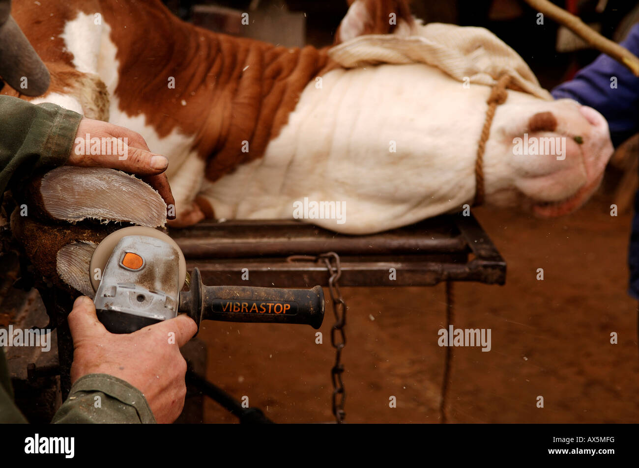Hufe einer Kuh immer getrimmt mit einem Winkel-Schleifer, Eckental, Middle Franconia, Bayern, Deutschland, Europa Stockfoto