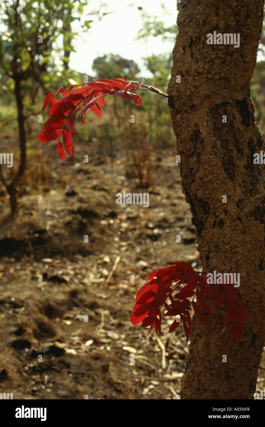 Chisimba, Sambia. Baum mit roten Blumen sprießen aus dem Kofferraum auf einem kargen Hintergrund; Brachystegia sp. Stockfoto