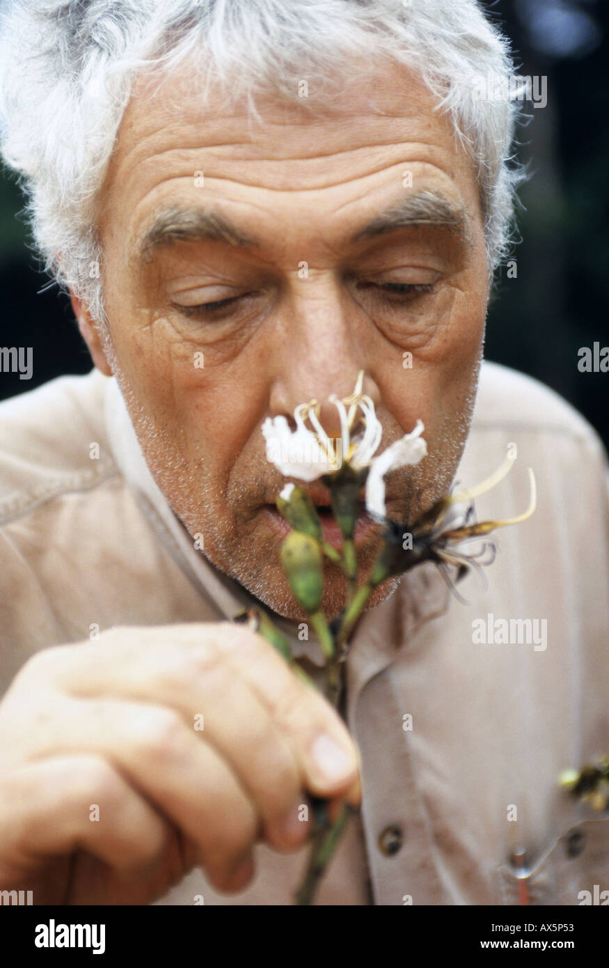 Makande, Gabun. Botaniker Frans Breteler riechen eine Blume-Probe aus dem Regenwald. Stockfoto