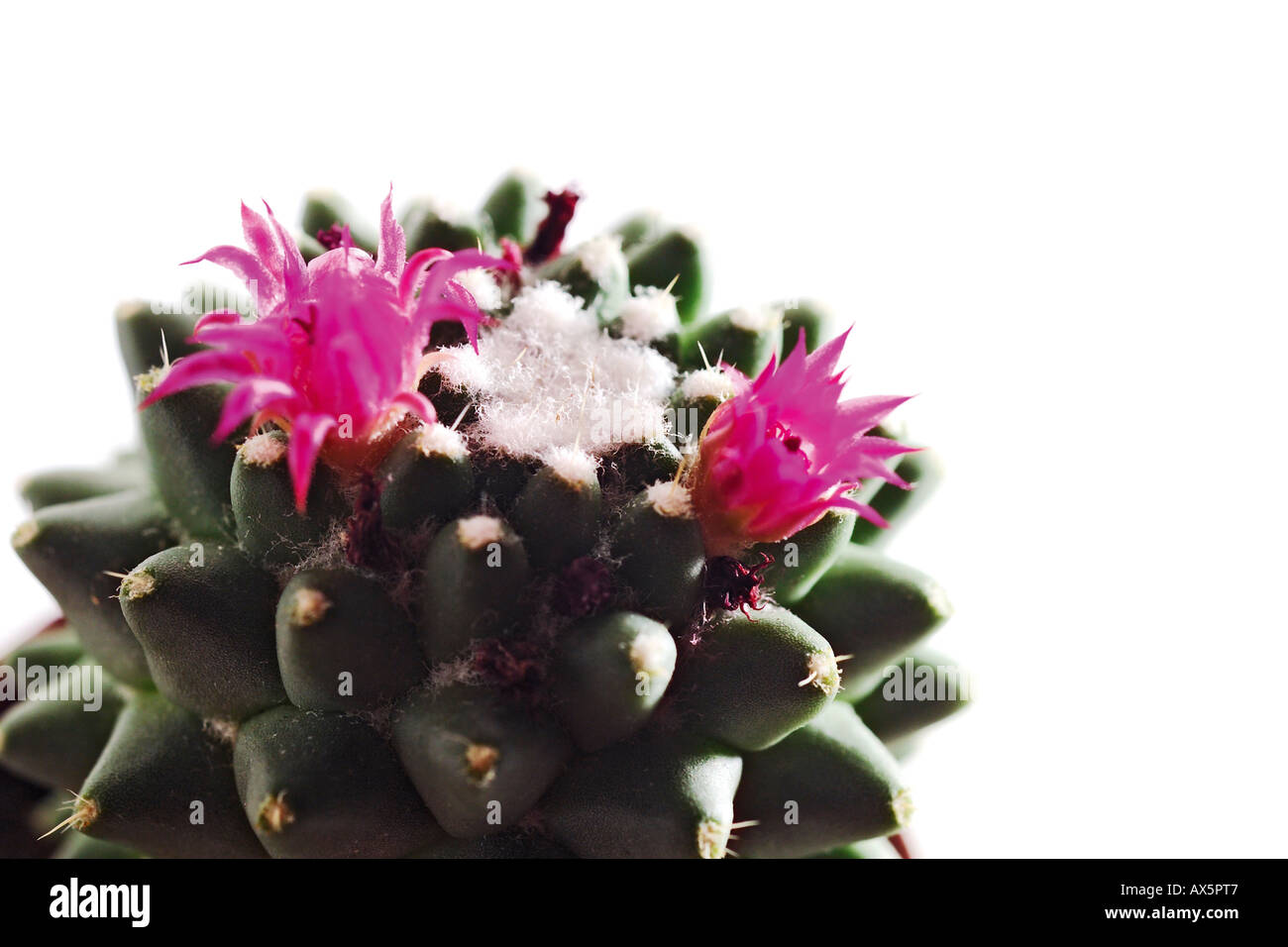 korbmarante schädlinge Korbmarante 'Dottie' - Calathea roseopicta Dottie main image 1