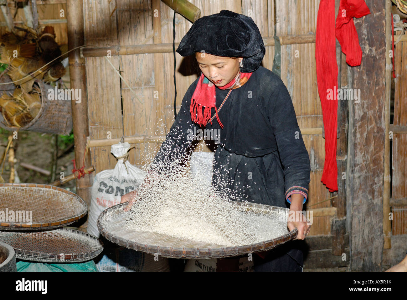 Mädchen, junge Frau, die Reinigung Reis, Ha Ginag Provinz, Nord-Vietnam Stockfoto