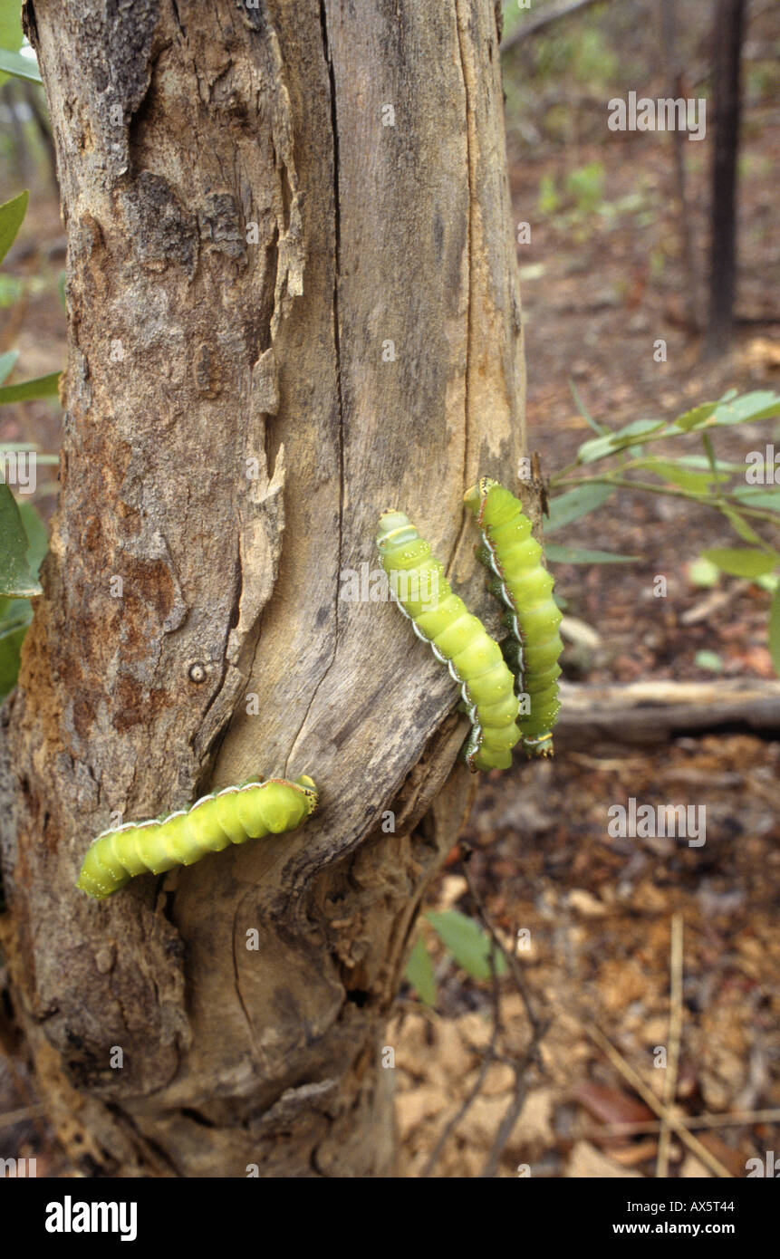 Kopa, Sambia, Afrika. Mopane Raupen an einem Baum. Stockfoto