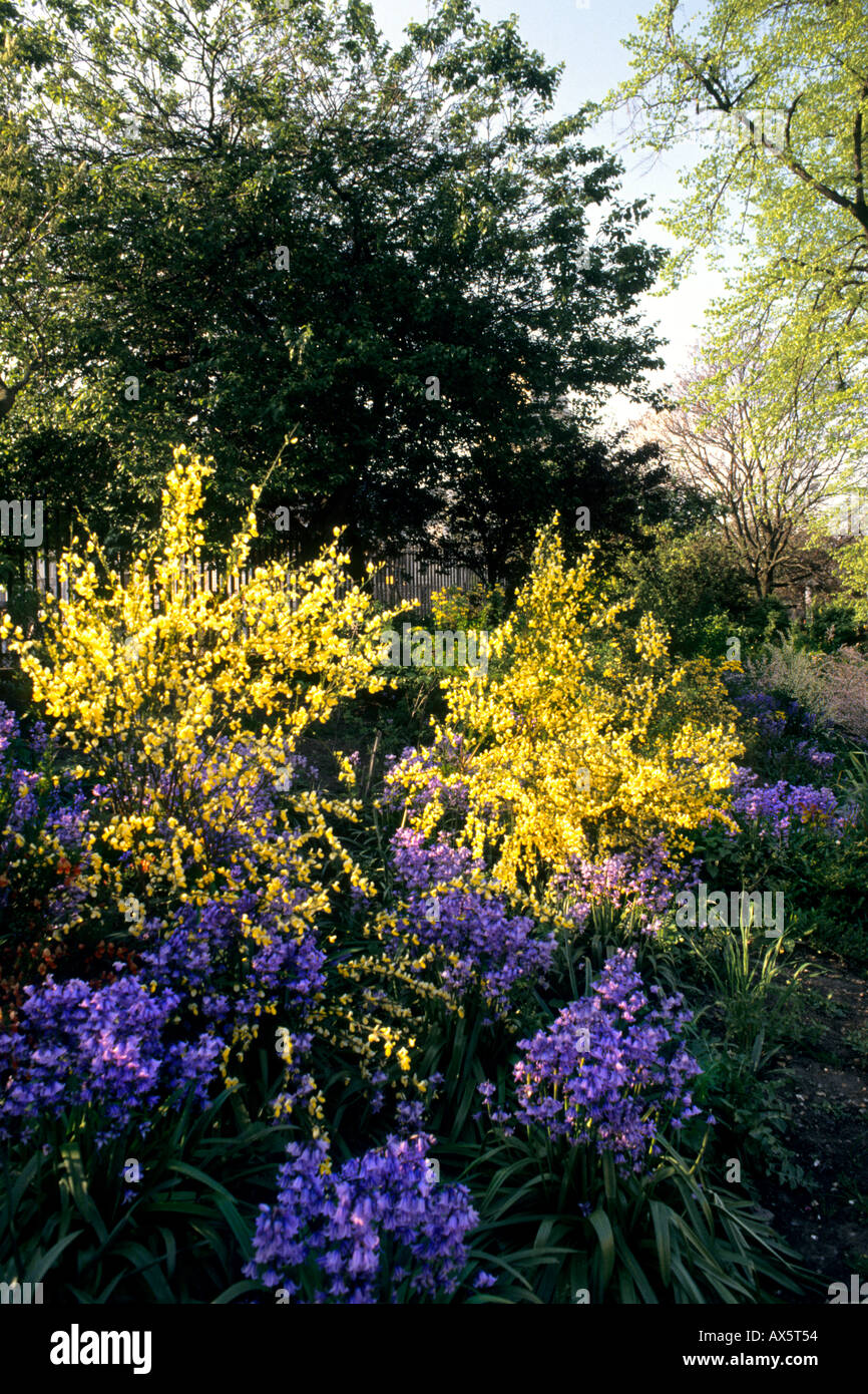 Blaue Glockenblumen in London England Stockfoto