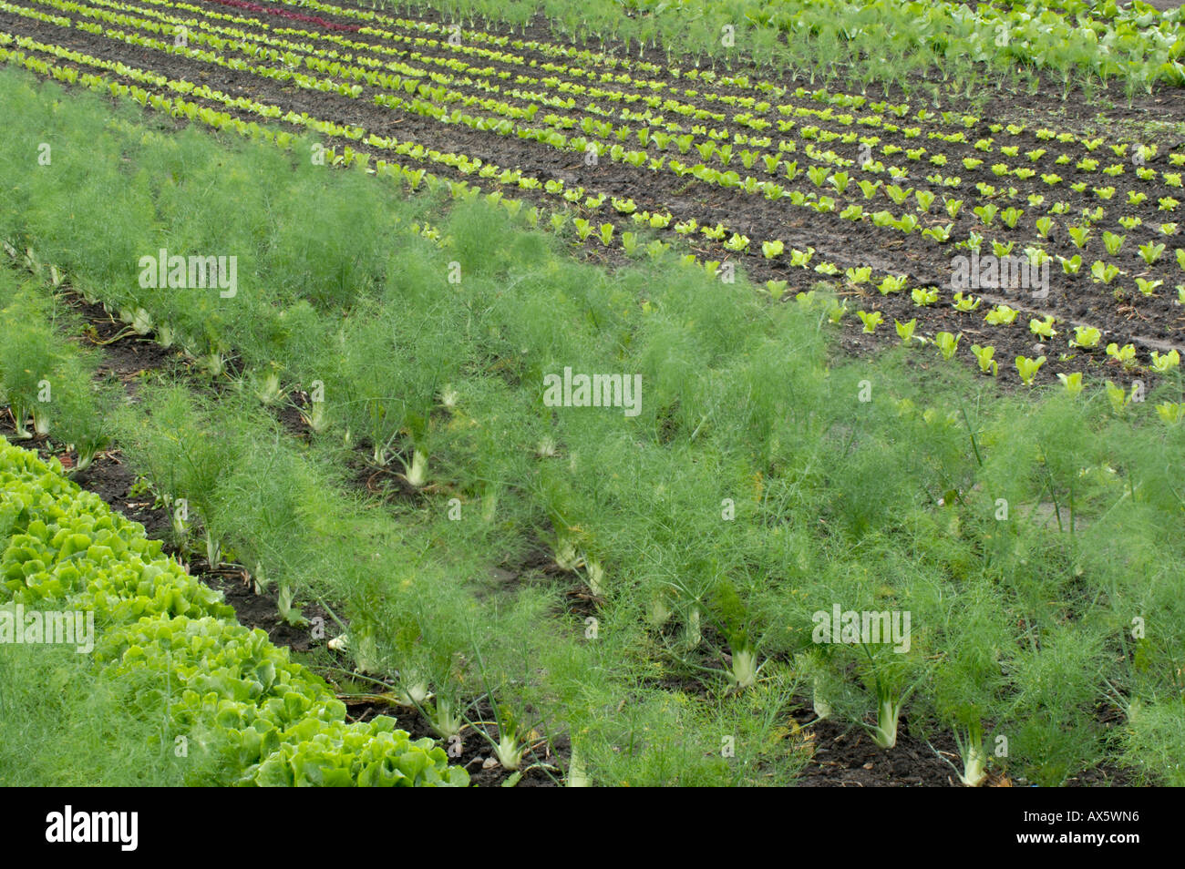 Feld mit Gemüse Stockfoto