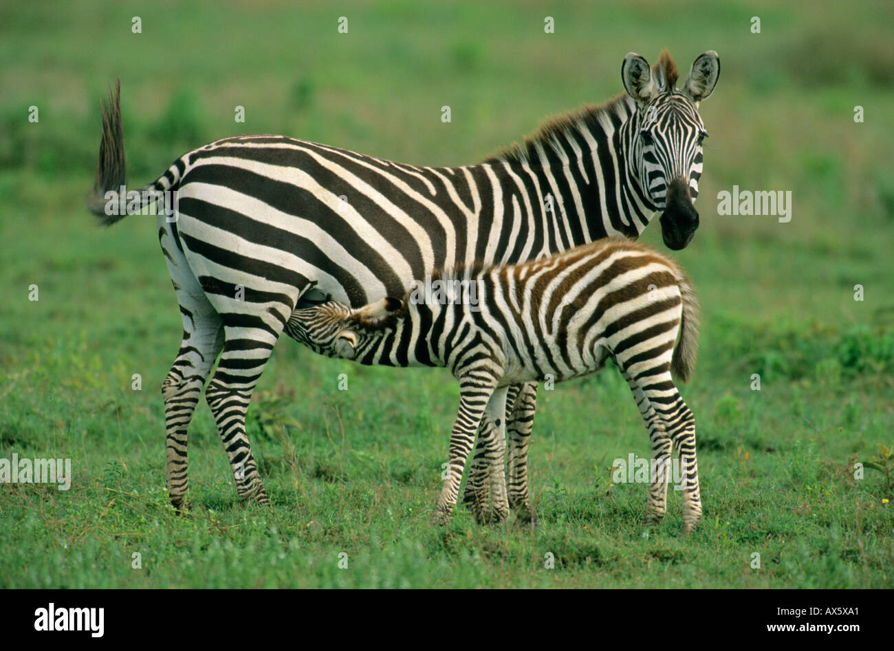Ebenen Zebra (Equus Burchelli) Baby Pflege Serengeti Nationalpark Tansania Afrika Stockfoto