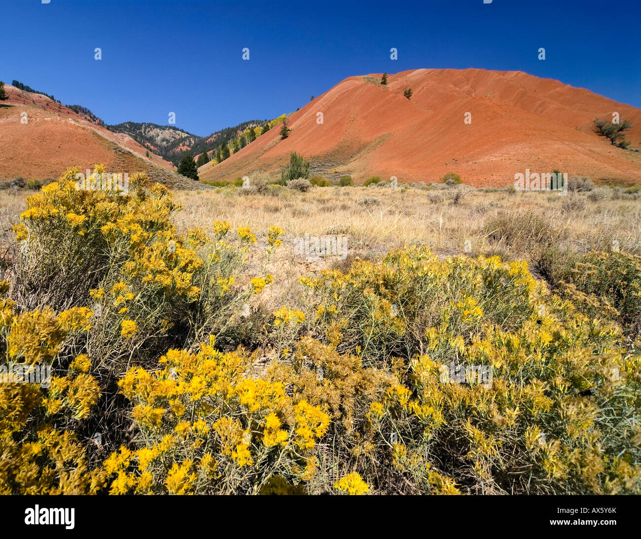 Trockenen roten Hügeln und Prärie Blumen im Vordergrund, größere Yellowstone-Ökosystem, Wyoming, USA, Nordamerika Stockfoto