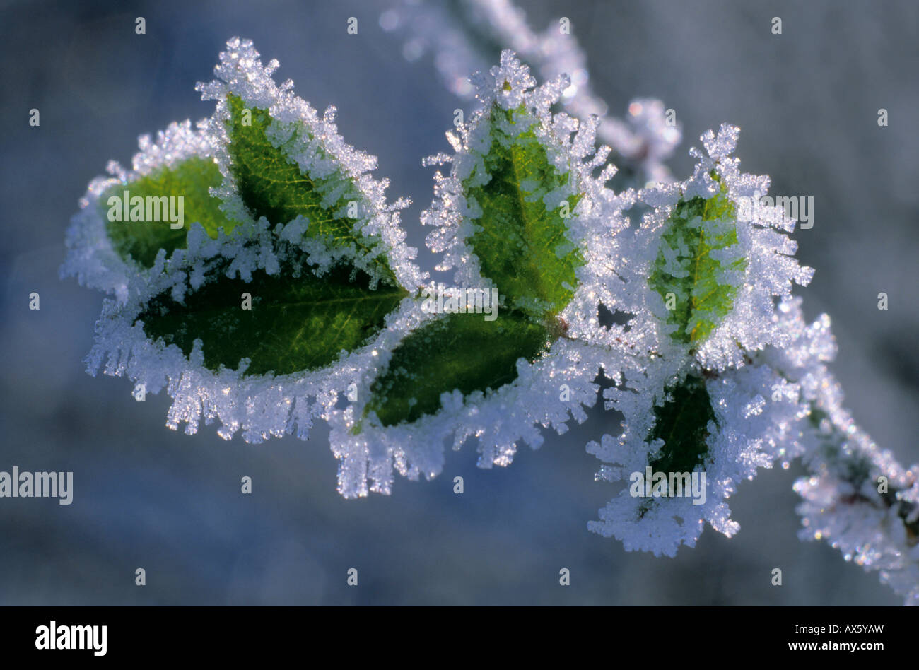 Raureif Kristalle auf einem wilden Liguster (Ligustrum Vulgare) Stockfoto