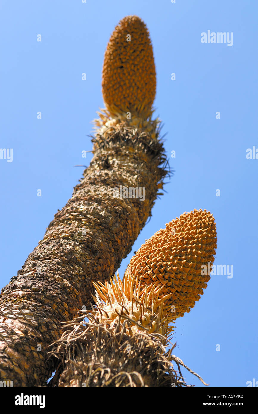 Cycadee, männliche Kelch, Territory Wildlife Park, Darwin, Northern Territory, Australien Stockfoto