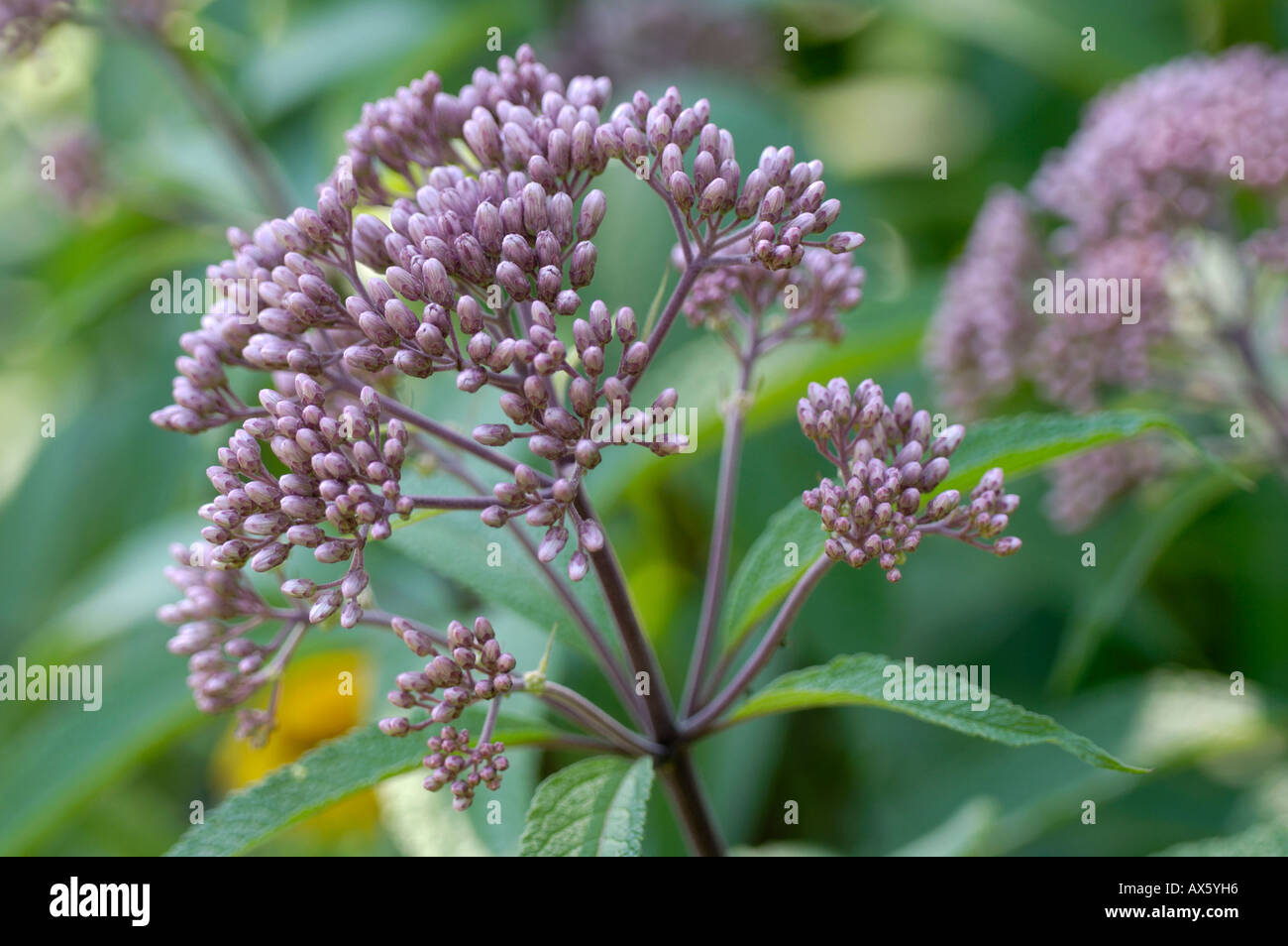 Süße Joe – Pye Weed Stockfoto