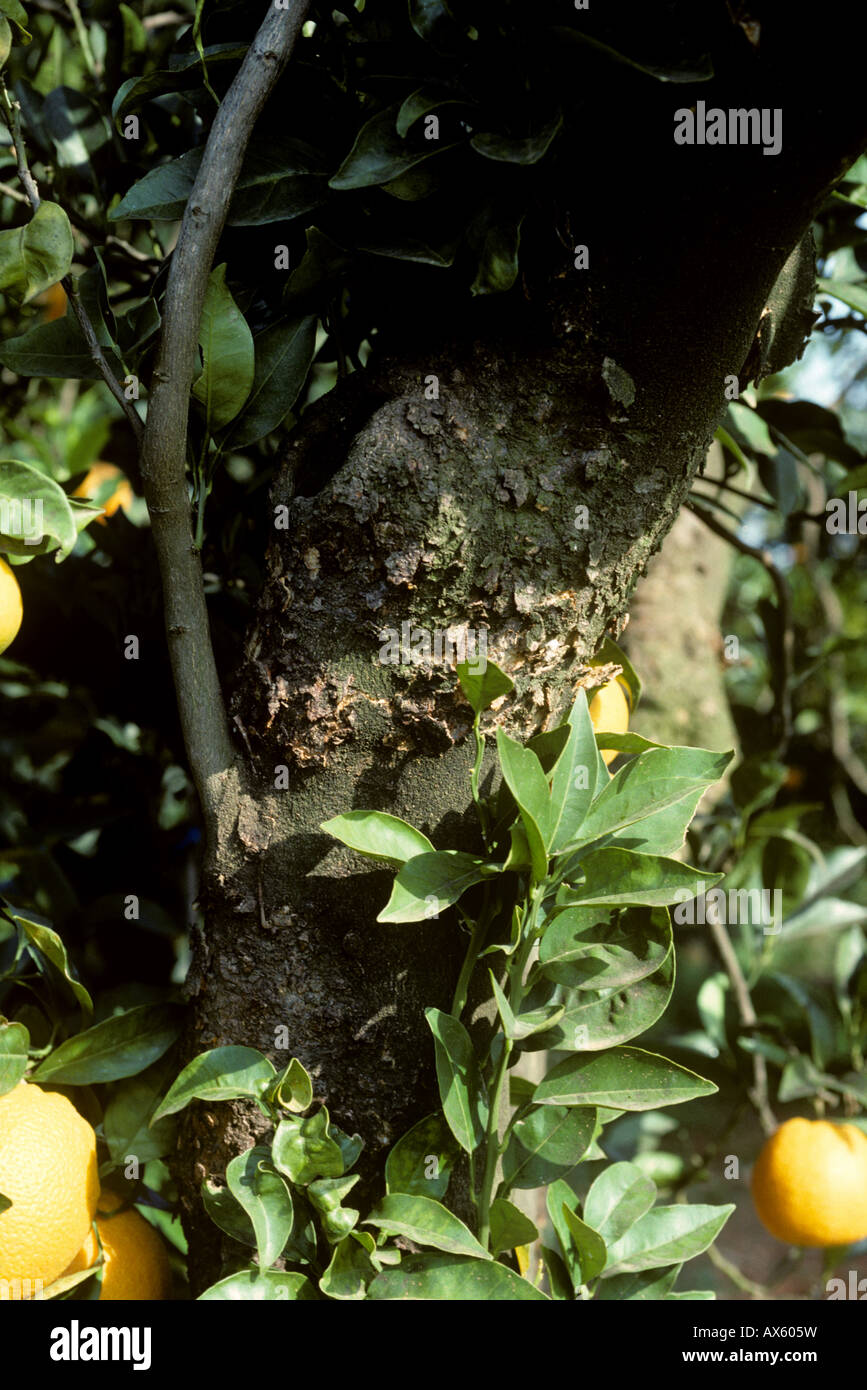 Schuppige Rinde Citrus Psorosis Virus CPV Symptome auf eine citrus Baumrinde Stockfoto