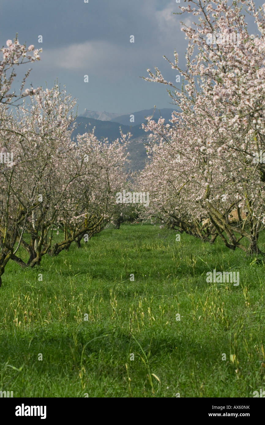 Blühenden Mandelbäume Bäume (Prunus Dulcis, Prunus Amygdalus) in der Nähe von Binissalem, Mallorca, Balearen, Spanien, Europa Stockfoto