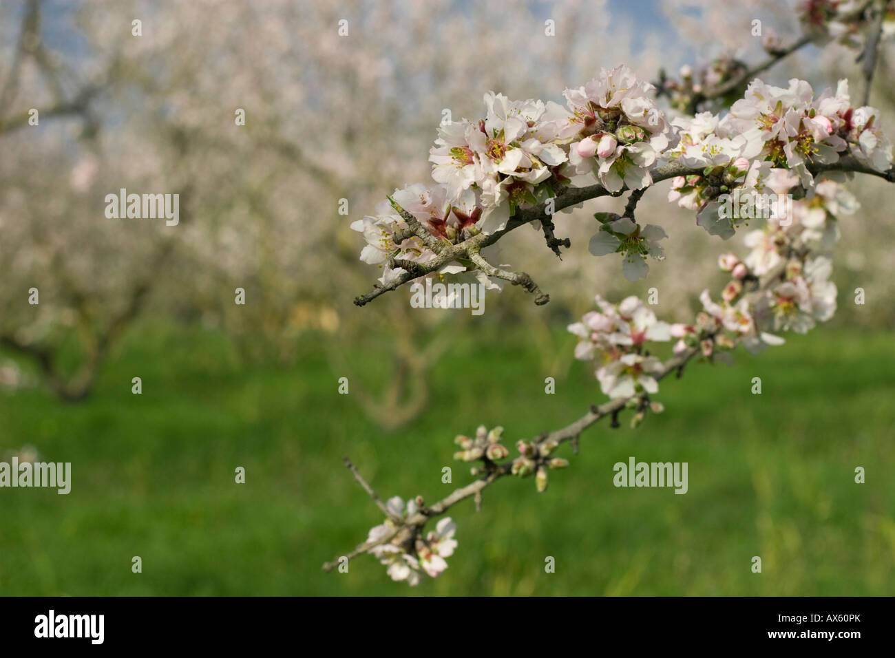Blühenden Mandelbäume Baum (Prunus Dulcis, Prunus Amygdalus) in der Nähe von Binissalem, Mallorca, Balearen, Spanien, Europa Stockfoto