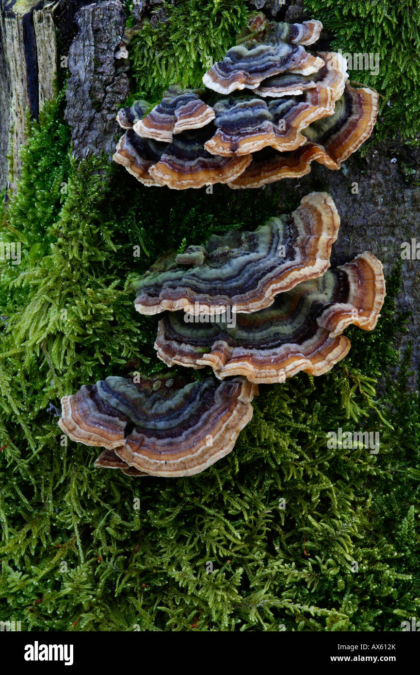 Türkei-Tail Pilze (Trametes versicolor) wächst auf einem Baumstumpf in Lueerwald (Luer Wald), North Rhine-Westphalia, Deutschland Stockfoto