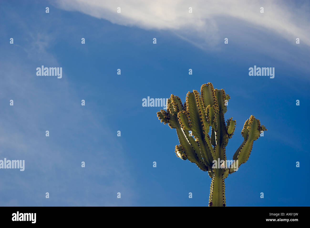 Kaktus Wolfsmilch und Sky Mexiko Stockfoto