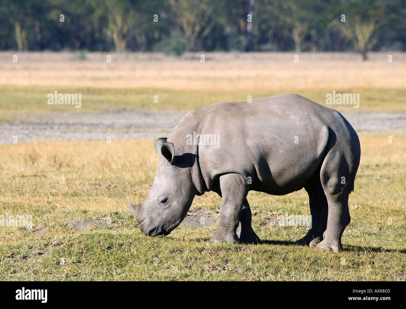 Weit in den Mund genommen Rhinoceros Stockfoto