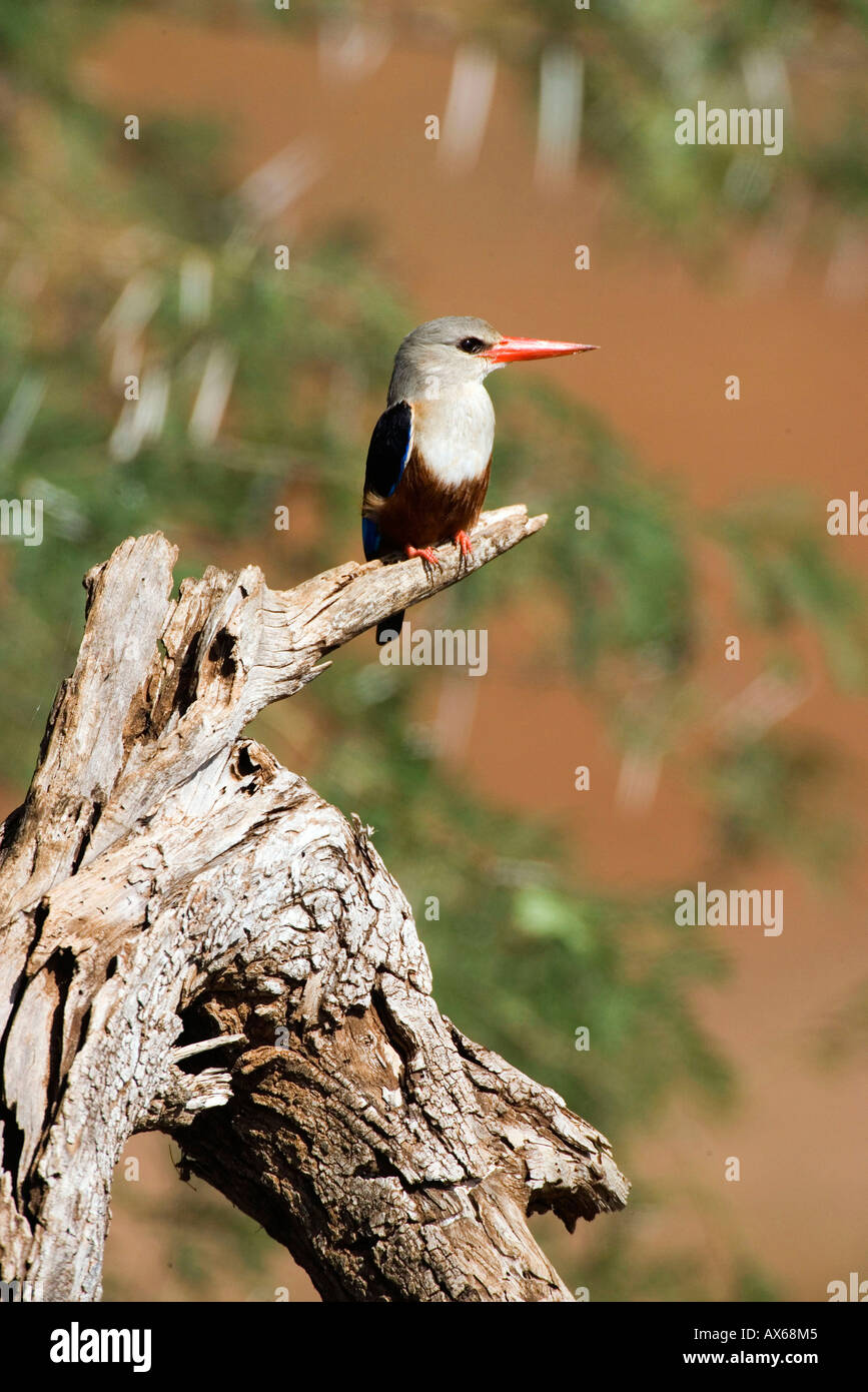 Unter der Leitung von Gray Kingfisher Stockfoto