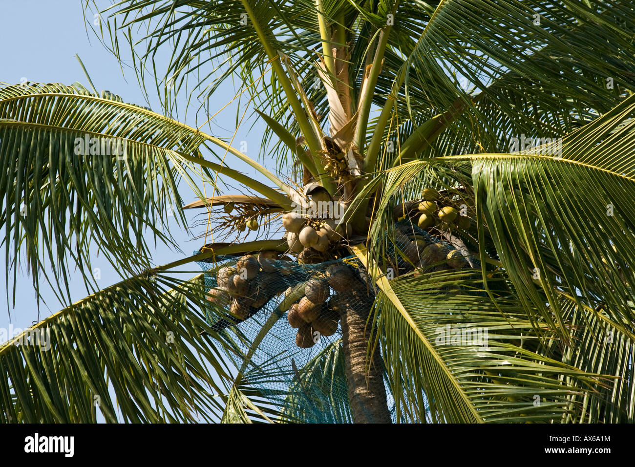 Kokospalme in Varkala Indien Stockfoto