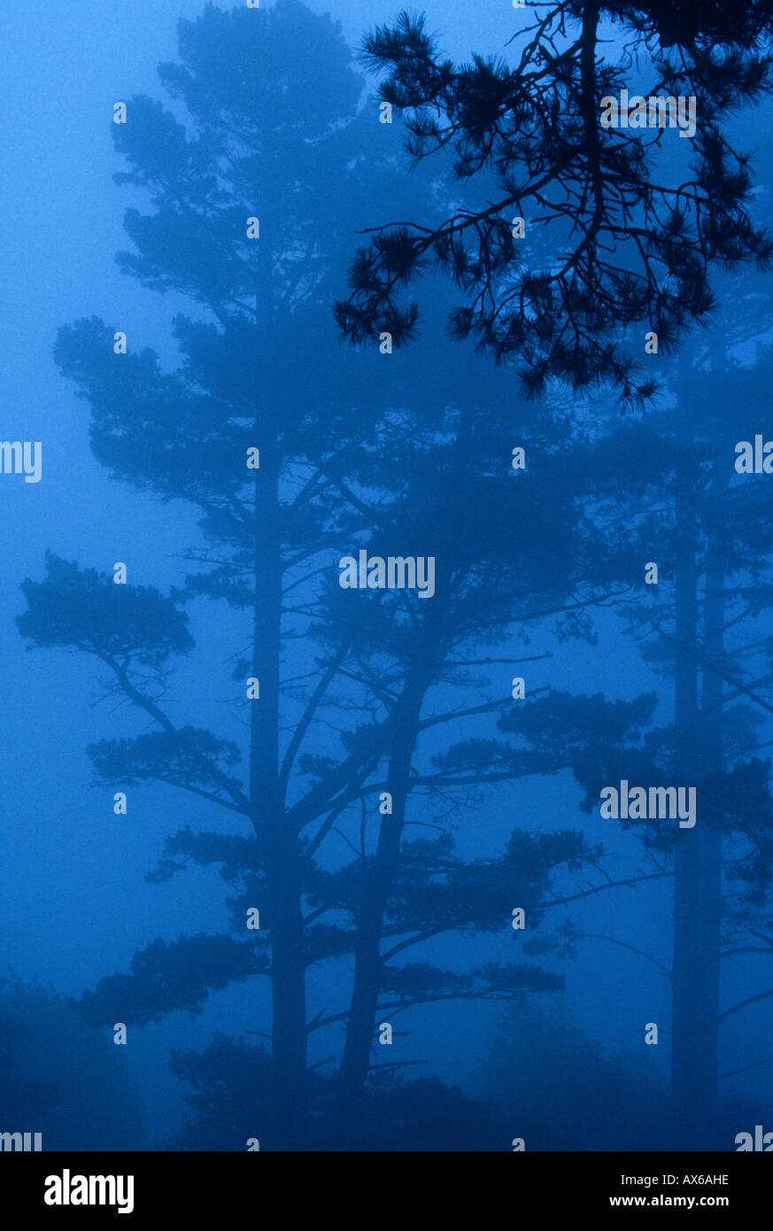 Nebel schwebt durch einen Wald in Tilden Regional Park in Berkeley Hügel San Francisco Metro Area Kalifornien USA Stockfoto