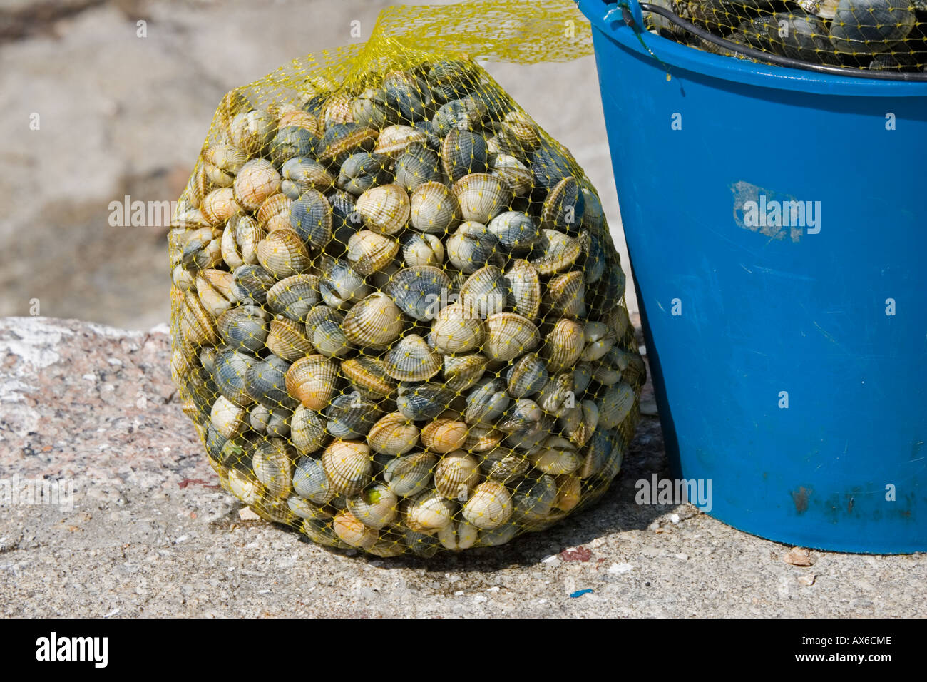 Beutel mit Herzmuscheln und Eimer Muscheln Vilanova Galizien Spanien Stockfoto