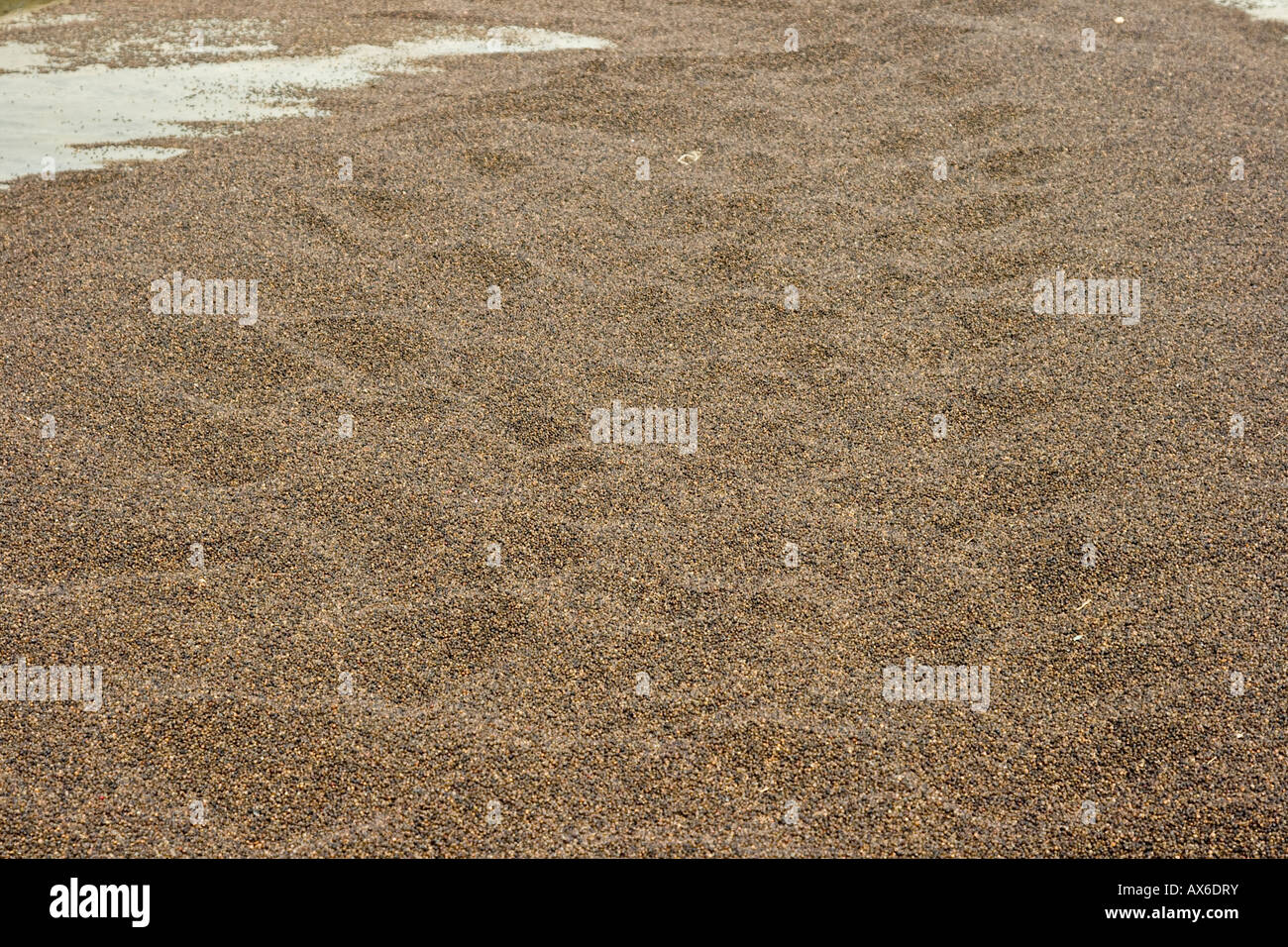 Schwarzer Pfeffer, trocknen in der Sonne in Mattancherry Cochin Indien Stockfoto