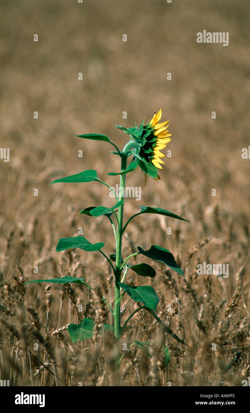 Sonnenblume (Helianthus Annuus) im Weizenfeld Stockfoto