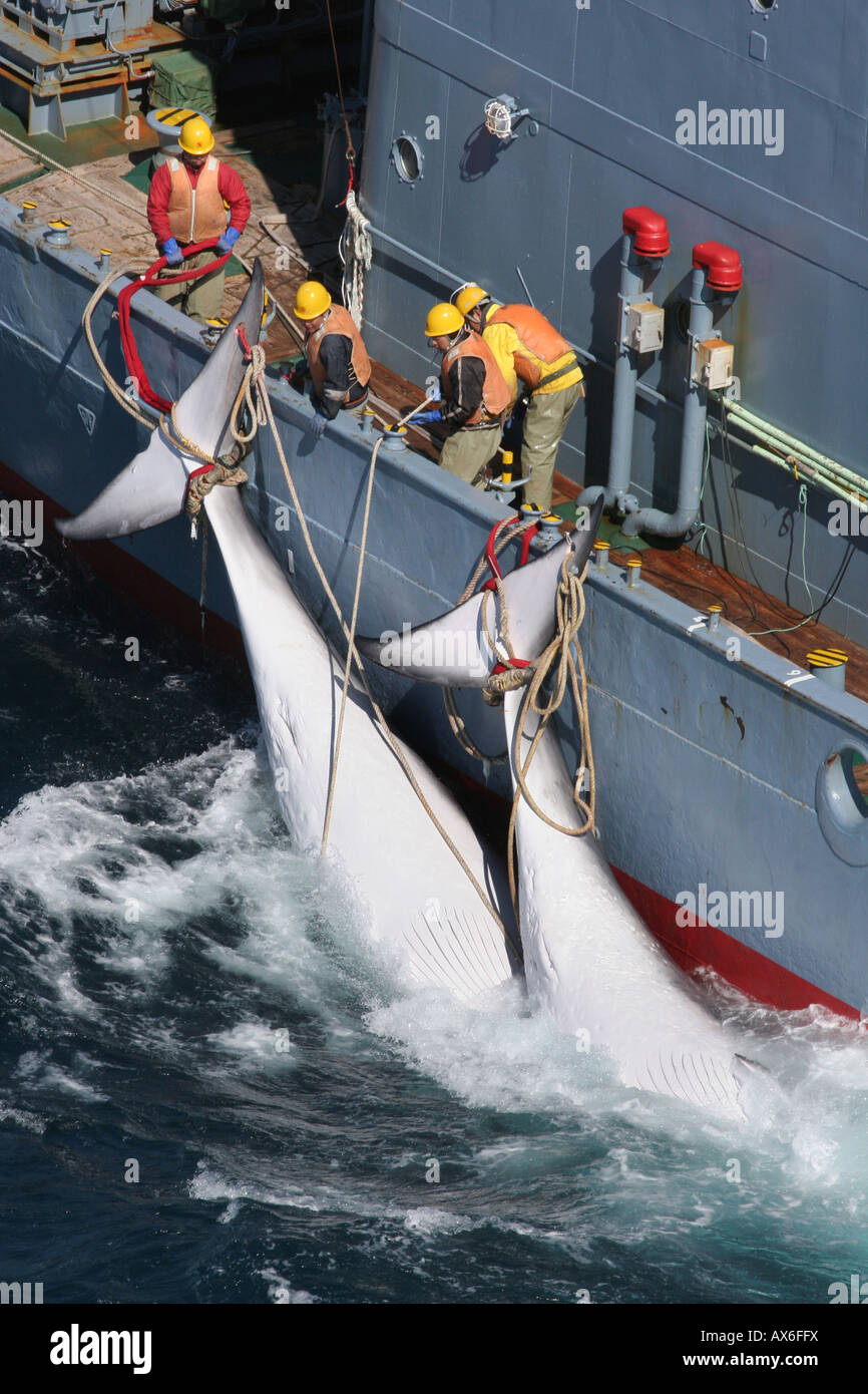 Das harpunieren und Zwergwale zu töten, indem die Walfangflotte Japans, Southern Ocean 21. 12. 2005 Stockfoto
