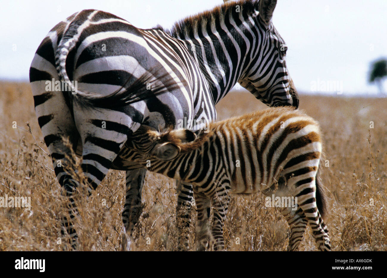 Grévy Zebras (Equus Grevyi) Krankenpflege ihre Fohlen im Feld, Kenia Stockfoto