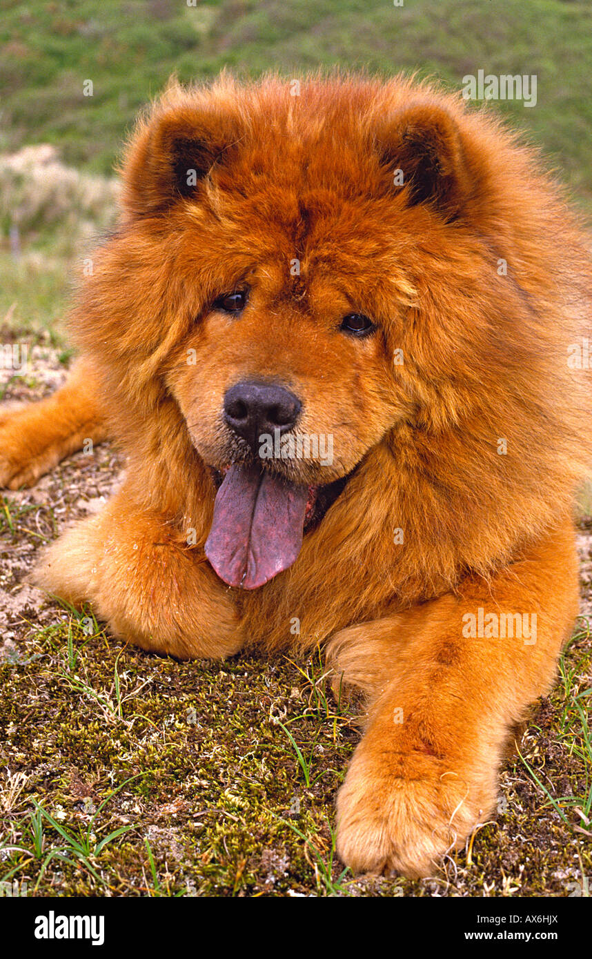 Nahaufnahme von Chow Chow im Feld liegend Stockfoto