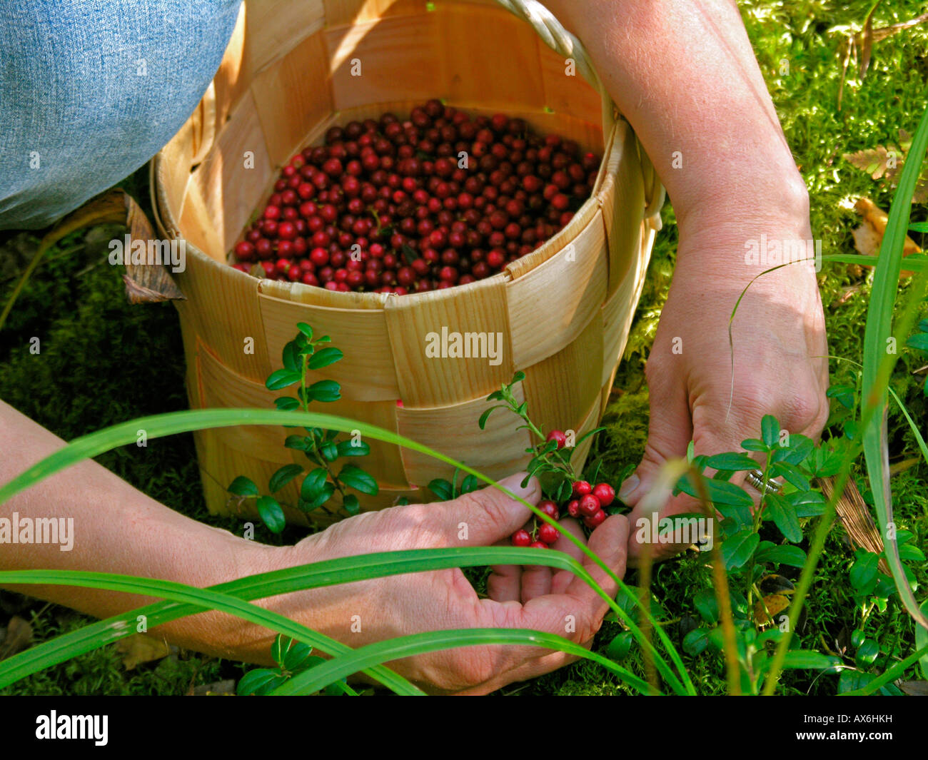 Nahaufnahme der Person, die Hände Kommissionierung Kronsbeeren Stockfoto