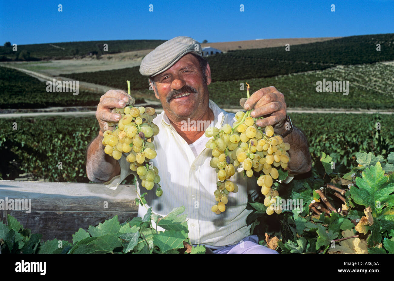 Sherry Ernte, Jerez De La Frontera, Provinz Cadiz, Spanien. Stockfoto