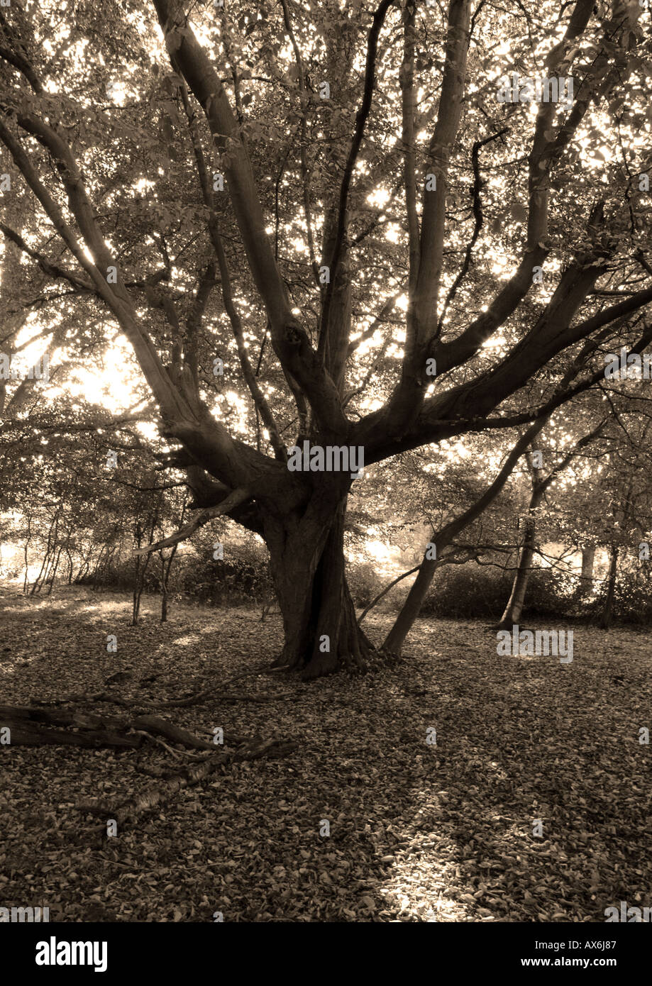 Sepia Baum Stockfoto