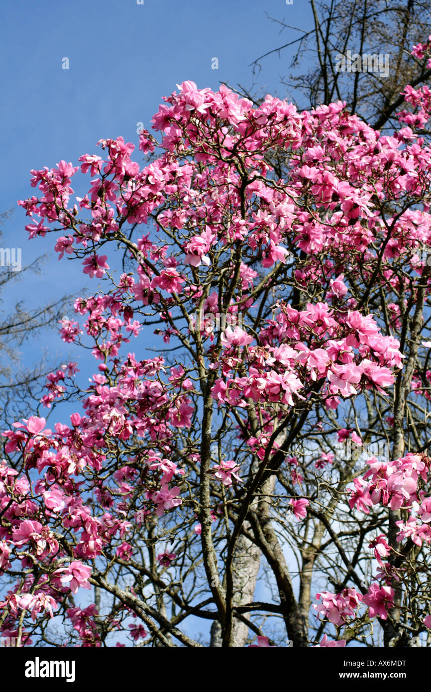 MAGNOLIE SPRENGERI MITTE MÄRZ Stockfoto