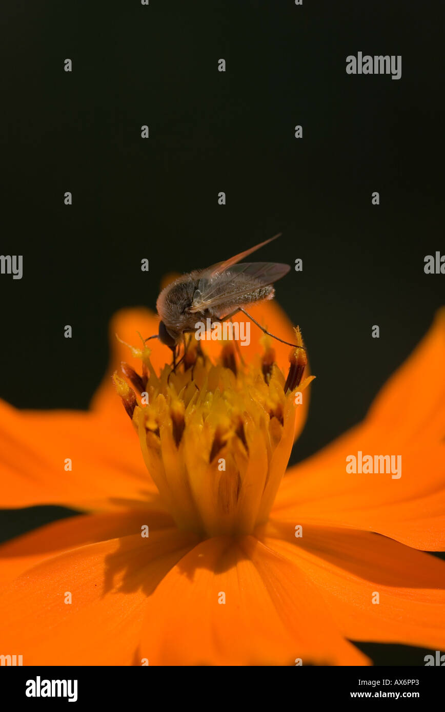 ein Close Up einer Probe der Bombyliidae Familie Biene fliegen Stockfoto